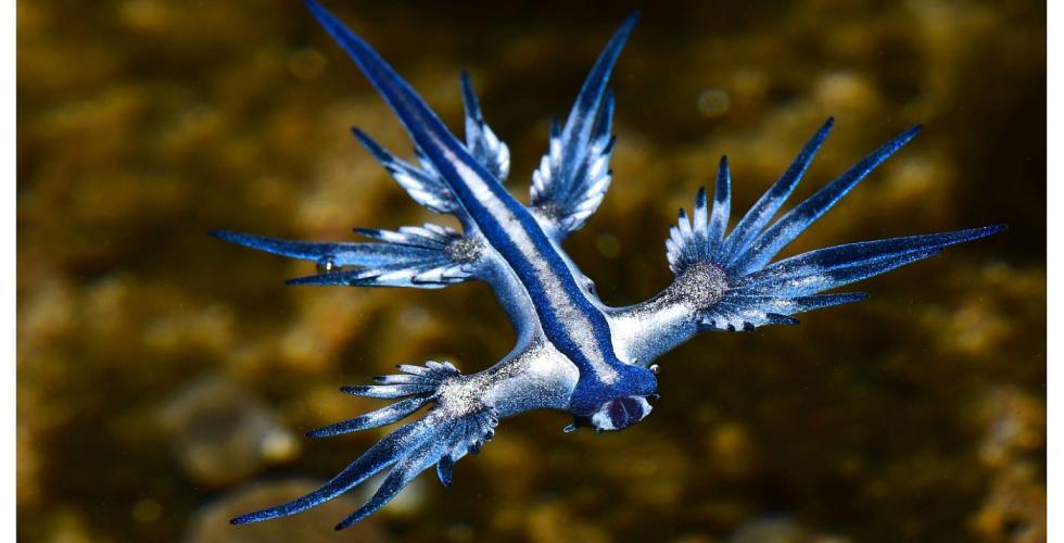 Dragon azul Glaucus atlanticus